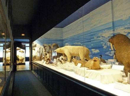 Animaux du musée zoologique de Strasbourg